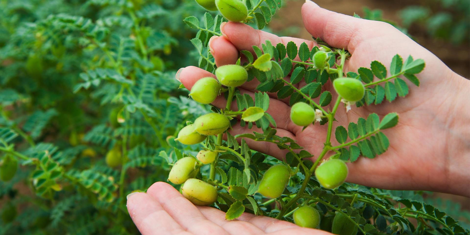 الحمص الاخضر